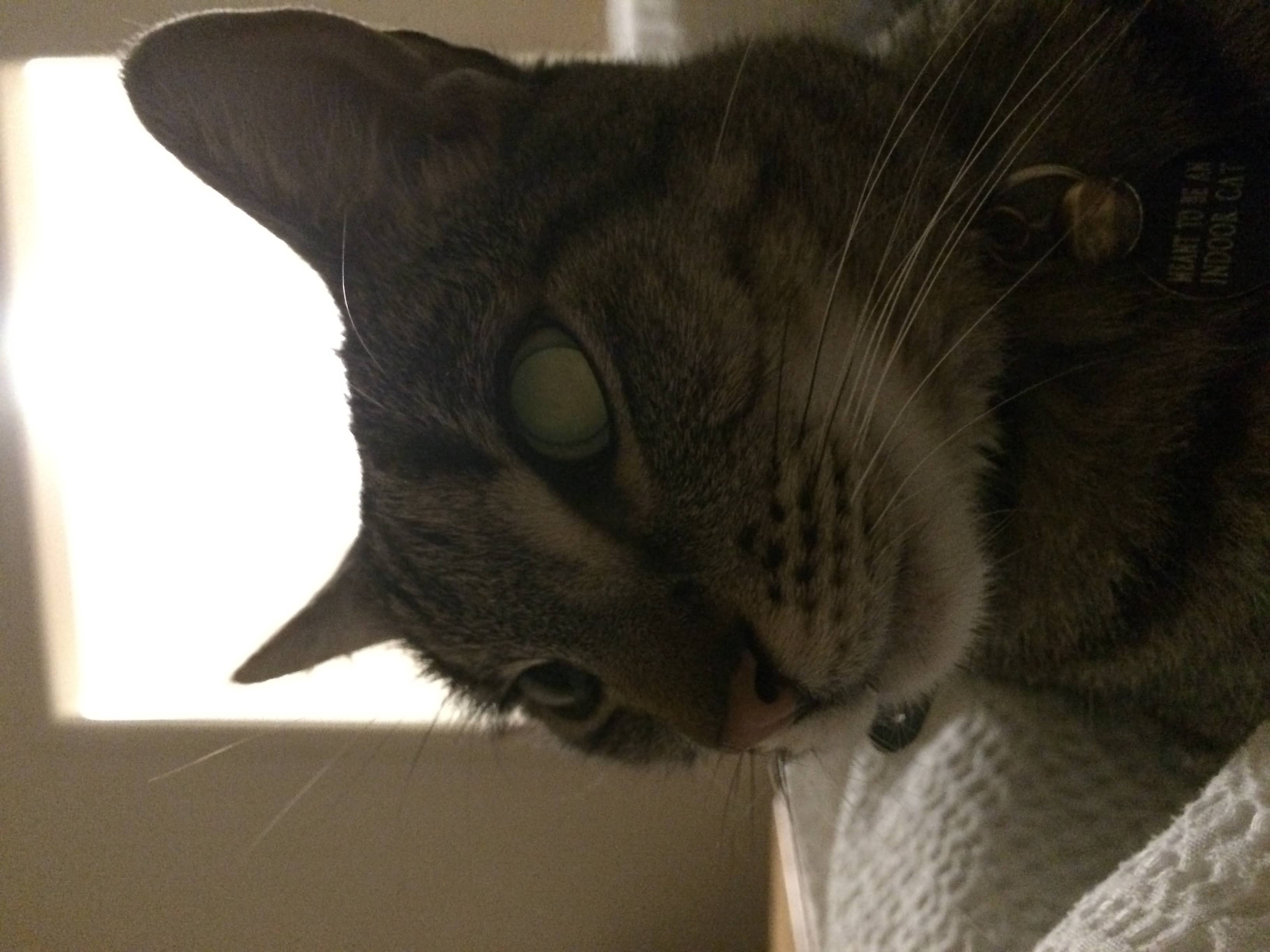 Charlie 13