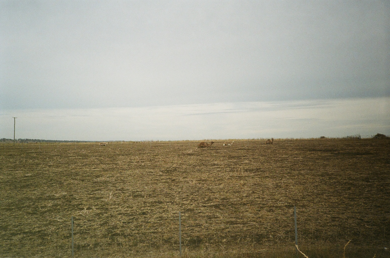 Film 100050720011