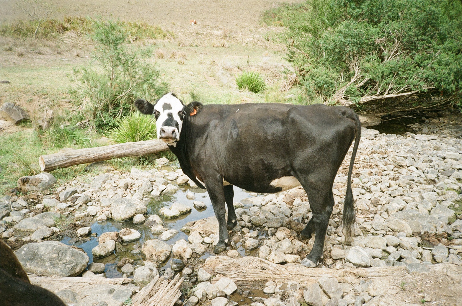 Film 100050720022