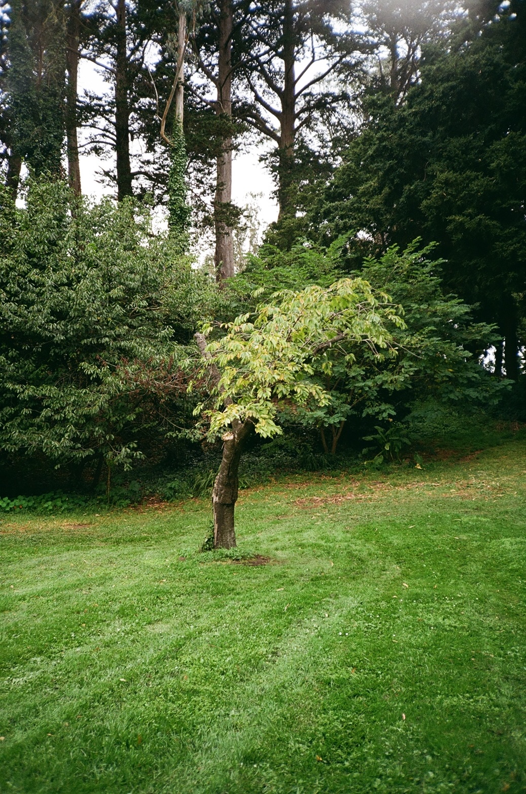 Film 100063220009