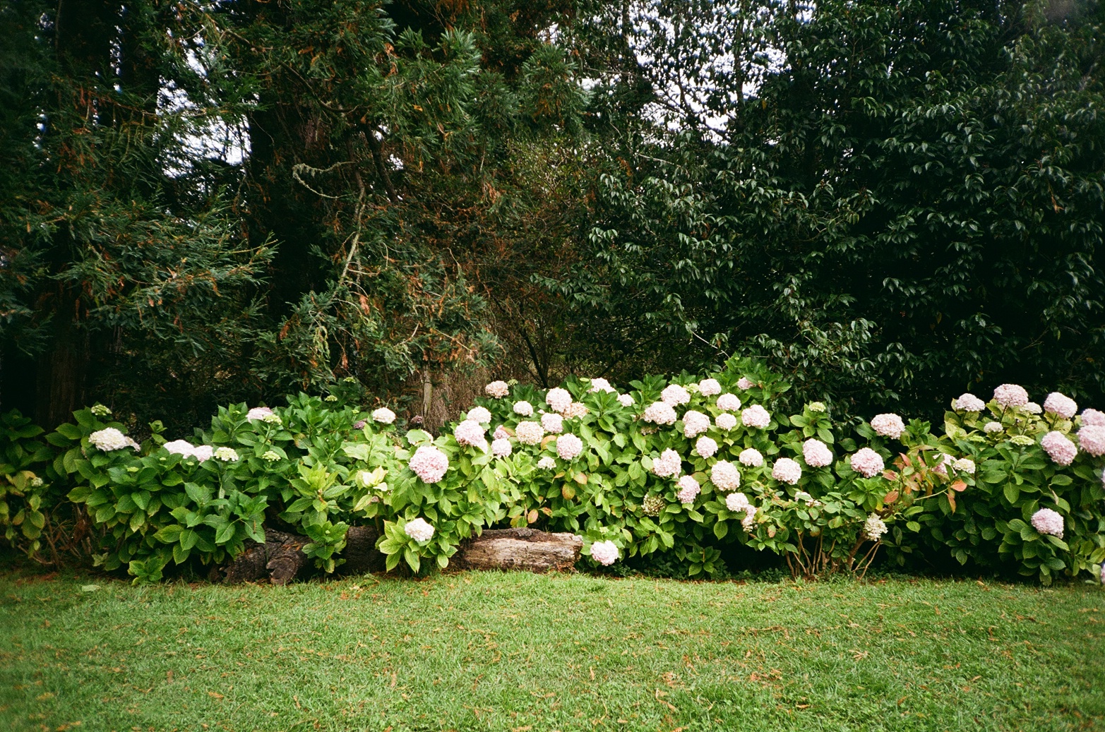 Film 100063220010
