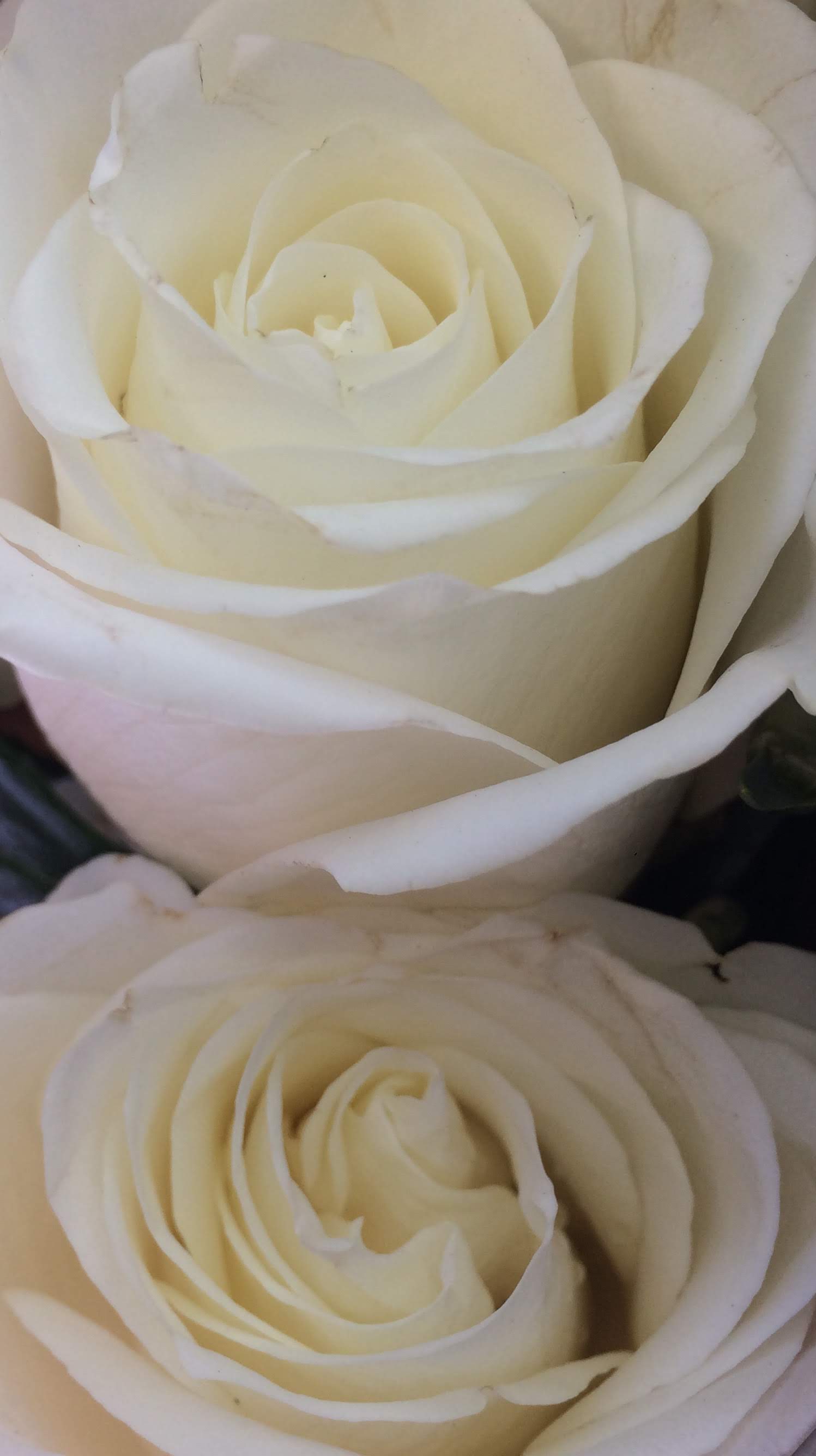 Flowers 2