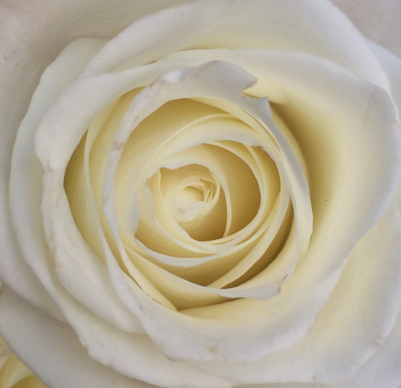 Flowers 4