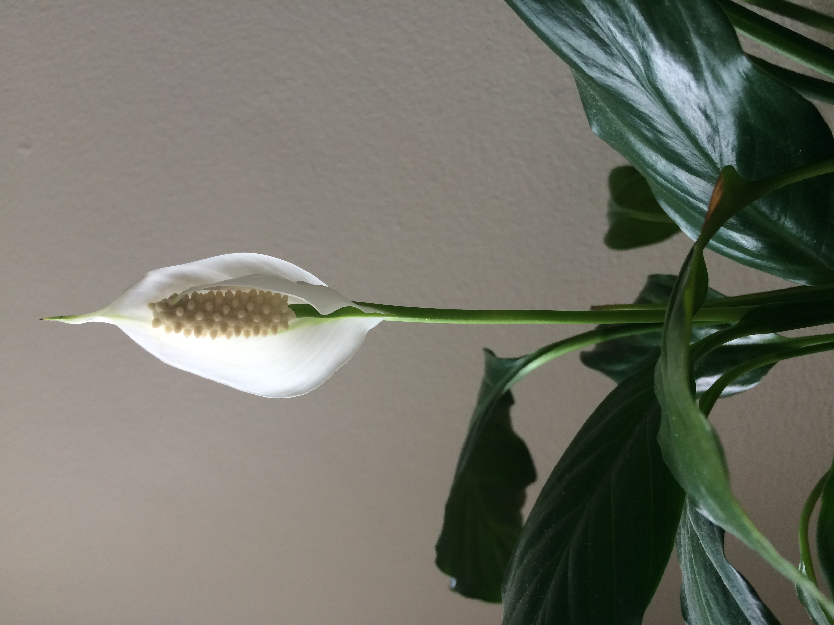 Flowers 13