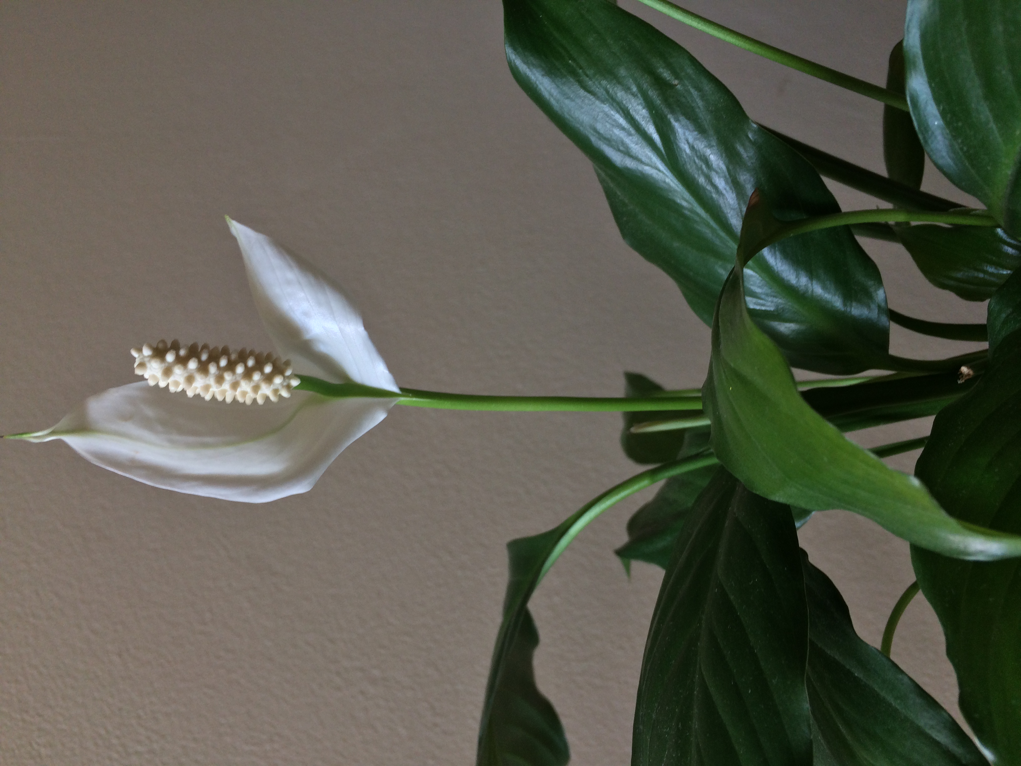 Flowers 14
