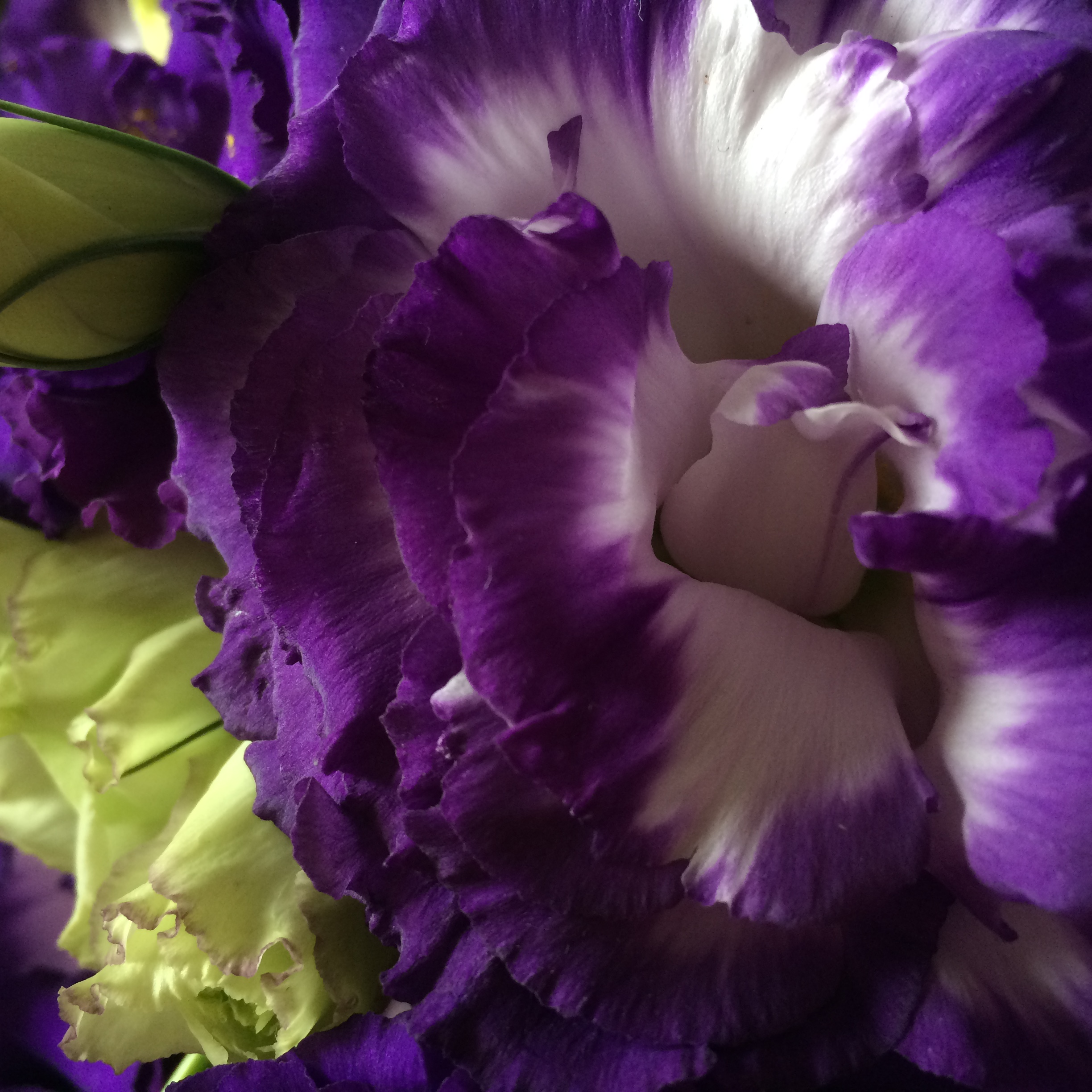 Flowers 16