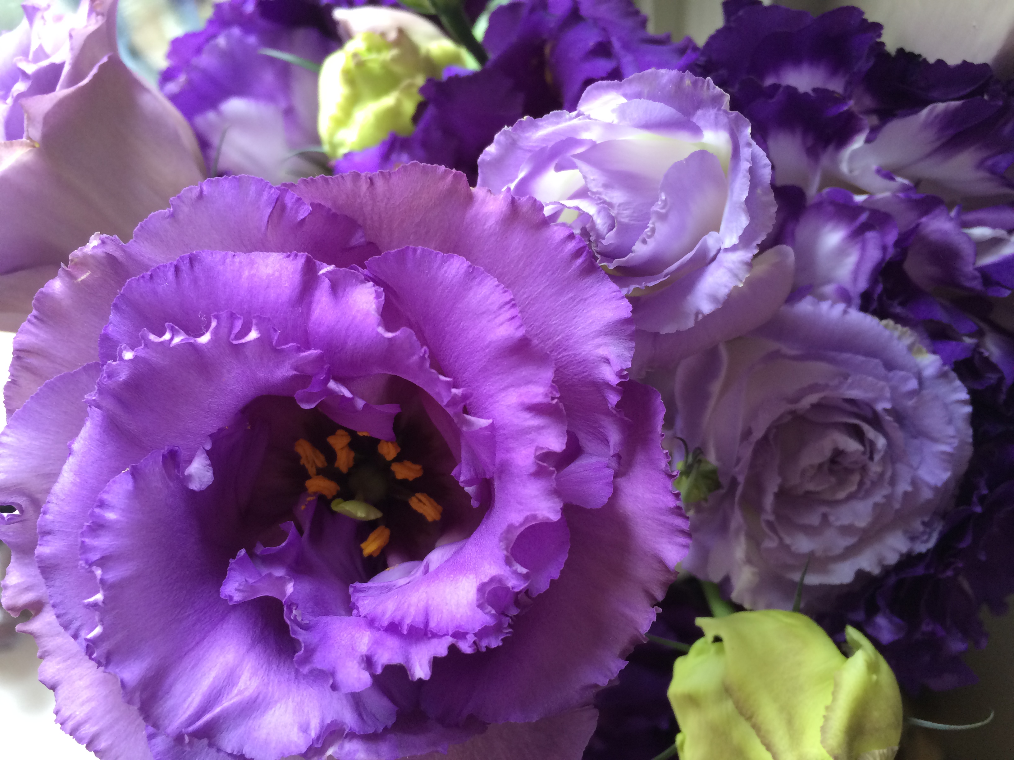 Flowers 17