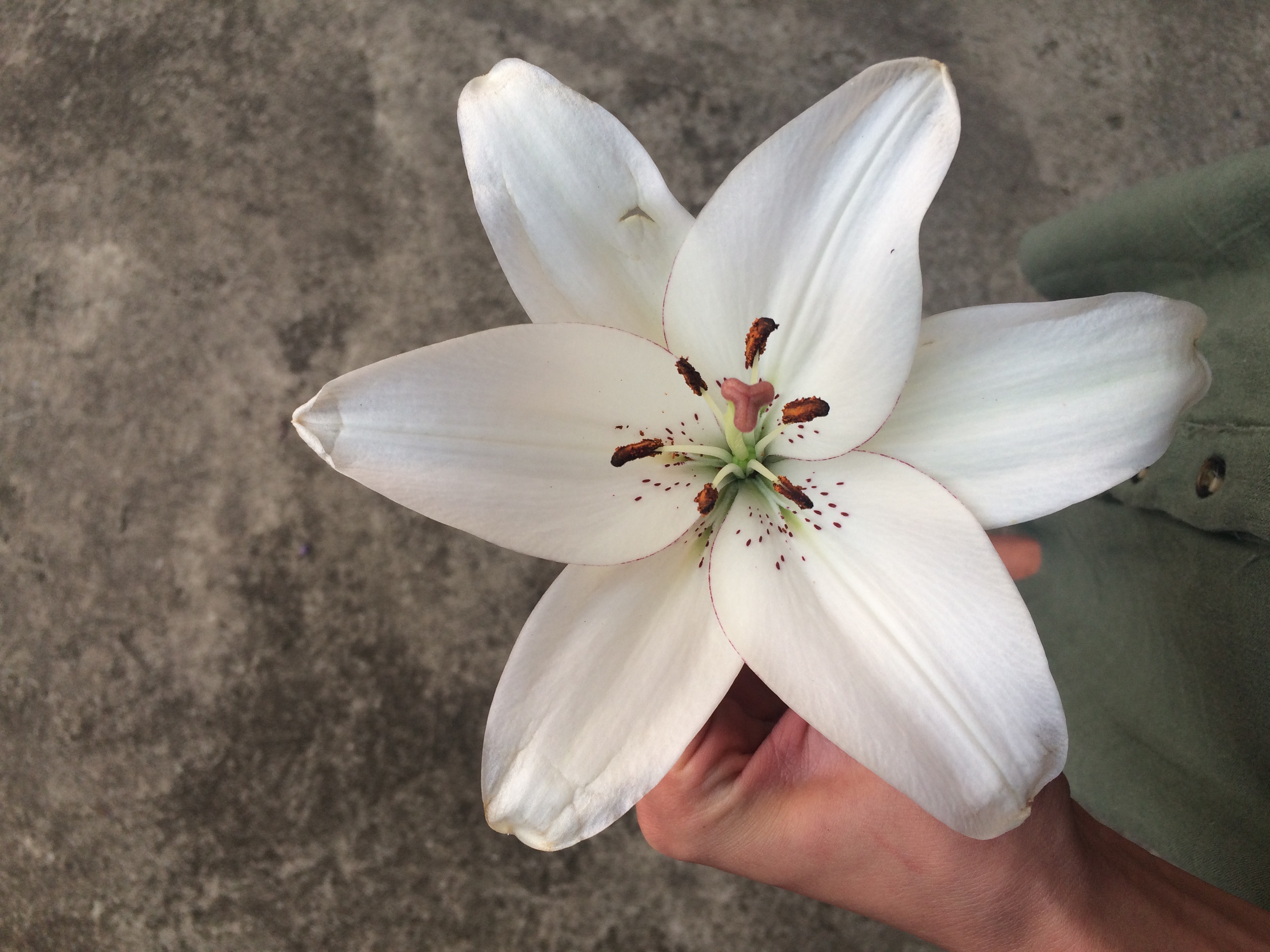 Flowers