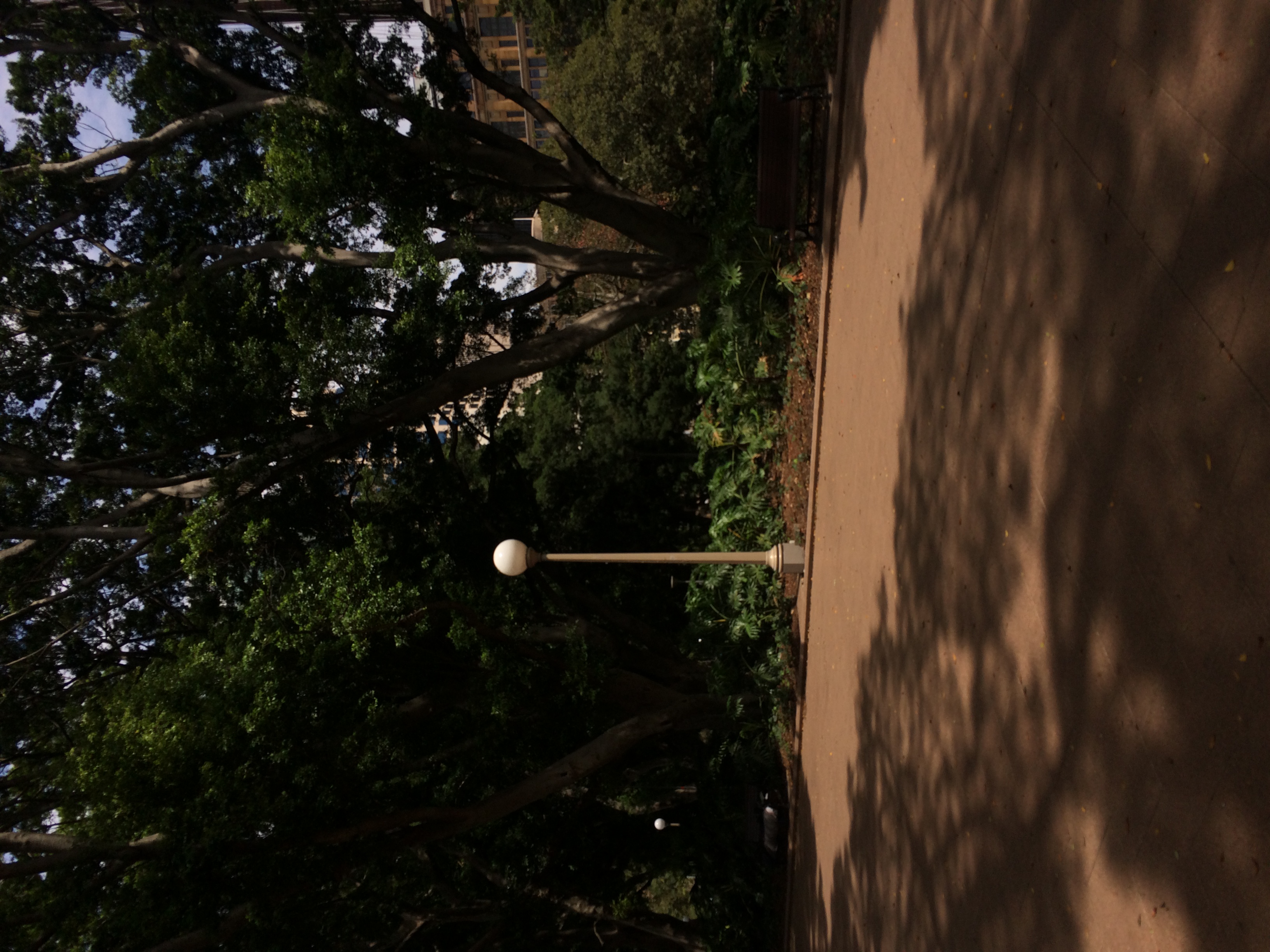 Shadows 17